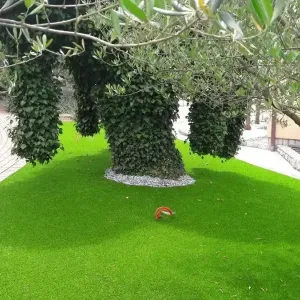 Zelena okućnica sa stablom