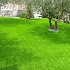 Zelena trava i stabla maslina u dvori&scaron;tu