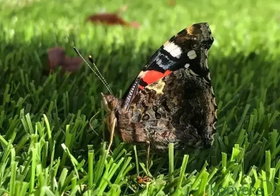 Kućni ljubimci i umjetna trava