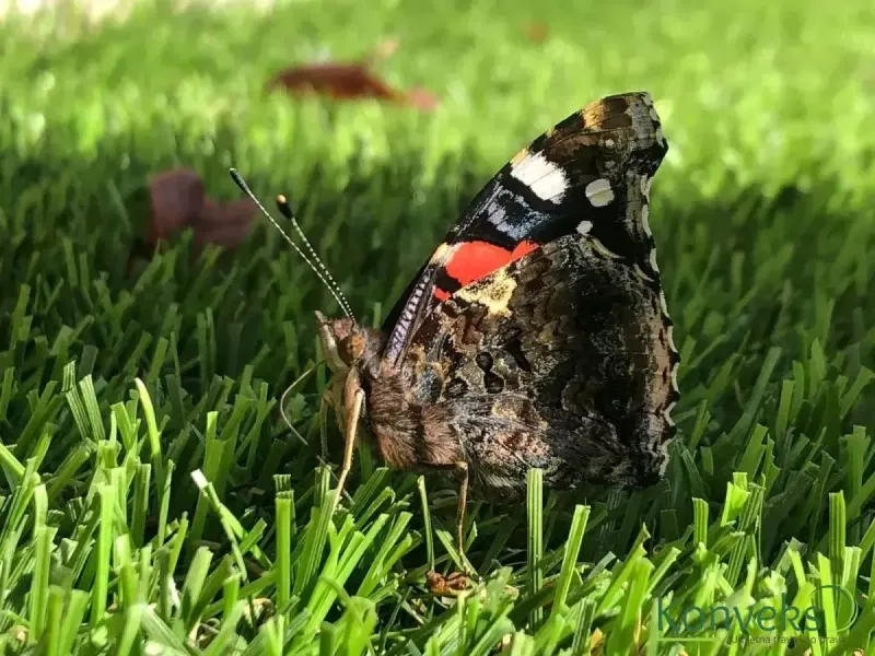 Šareni leptir na zelenoj travi
