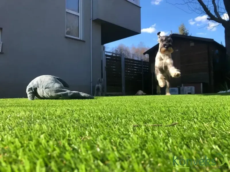 Pas skače u dvorištu