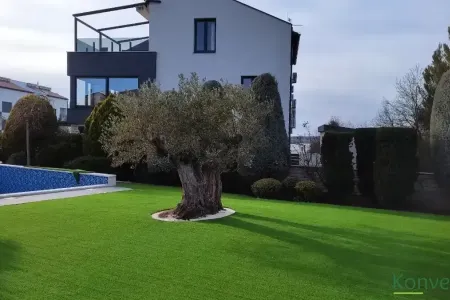 Maslina ispred kuće kraj bazena